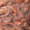  GRIZZLY MARABOU