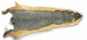 Squirrel FOX SKIN