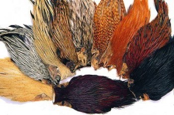 Indian Cock Capes